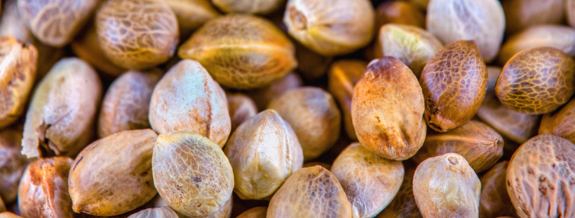 The Look Of A Healthy Seed