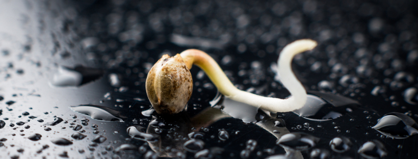 How To Grow Your Cannabis Plants Indoors