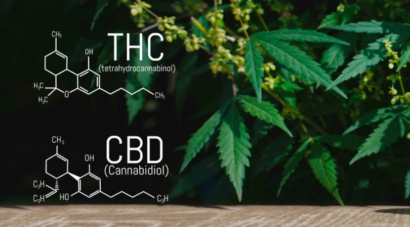 THC Vs. CBD for Pain Relief: What’s Better?